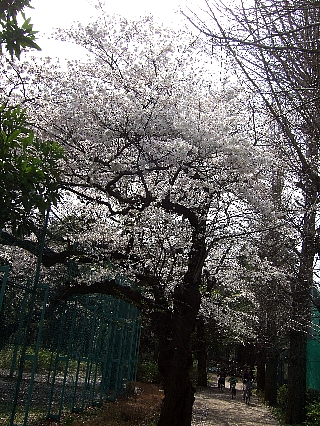 石神井の桜04