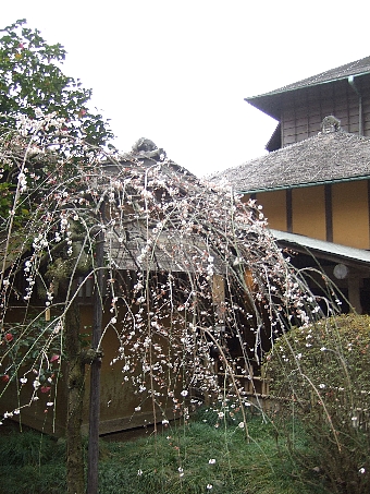 偕楽園09