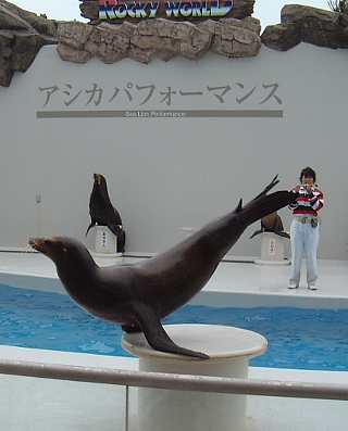 0504アシカ1