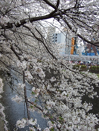 03大樽前sakura
