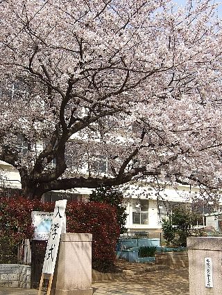 0411桜09