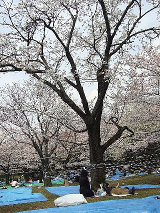 代々木公園の花見01
