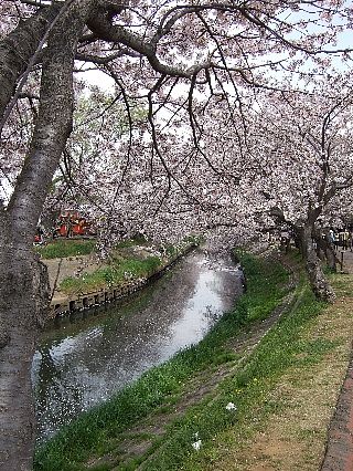 0411桜06