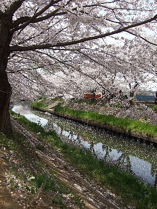 0411桜08