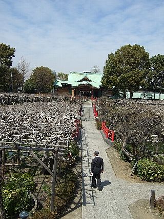 亀戸天神06
