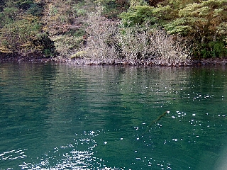 07僕の逆さ杉01