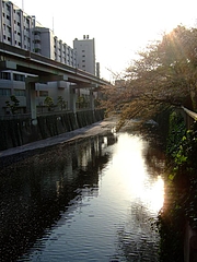 2008_0406sakura0018