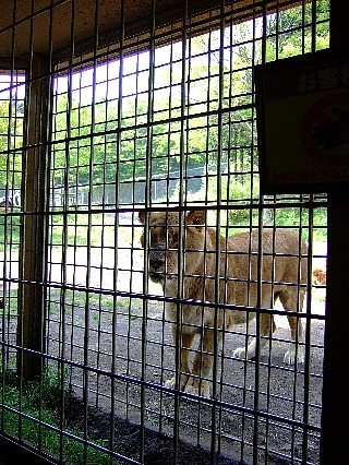 ウォーキングサファリ05