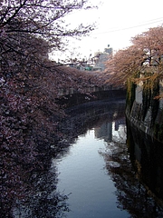 2008_0406sakura0015