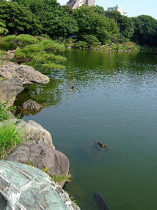 清澄庭園04