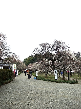 偕楽園03