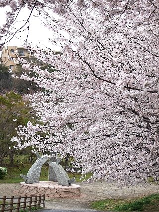 0409桜00