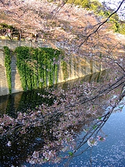 2008_0406sakura0013