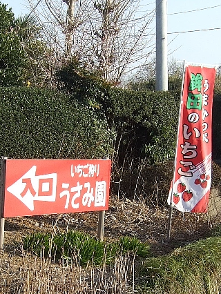 いちご狩り01