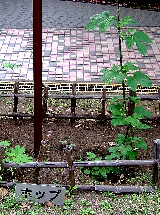ビール造り体験教室014b