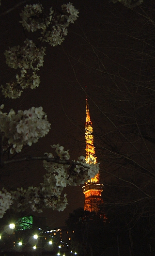 東京タワー(夜桜)遠景3