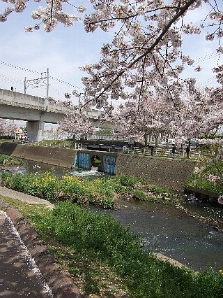 0411桜03