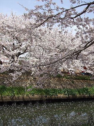 0411桜07