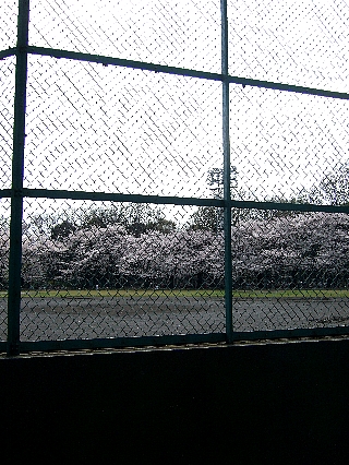 石神井の桜02