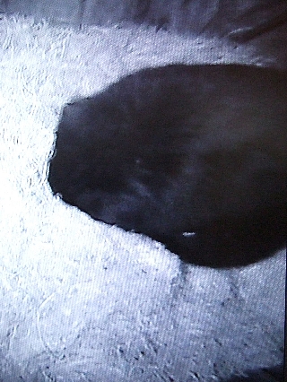 熊の冬眠03