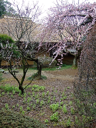 偕楽園07