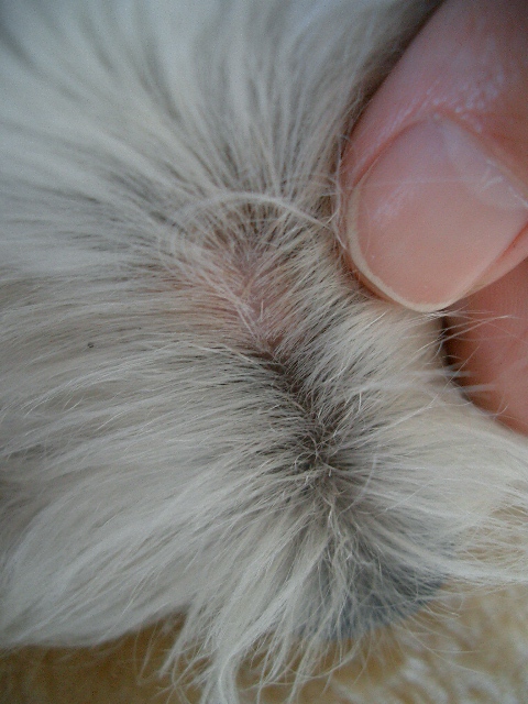 犬 かさぶた はがす 犬 かさぶた はがす Jokiblogimg