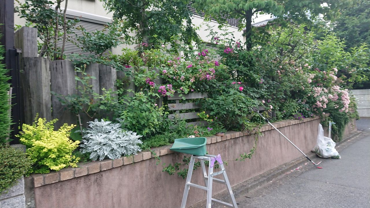 バラの花がら摘みと剪定 素敵なお庭の作り方 バラの花がら摘みと剪定 素敵なお庭の作り方