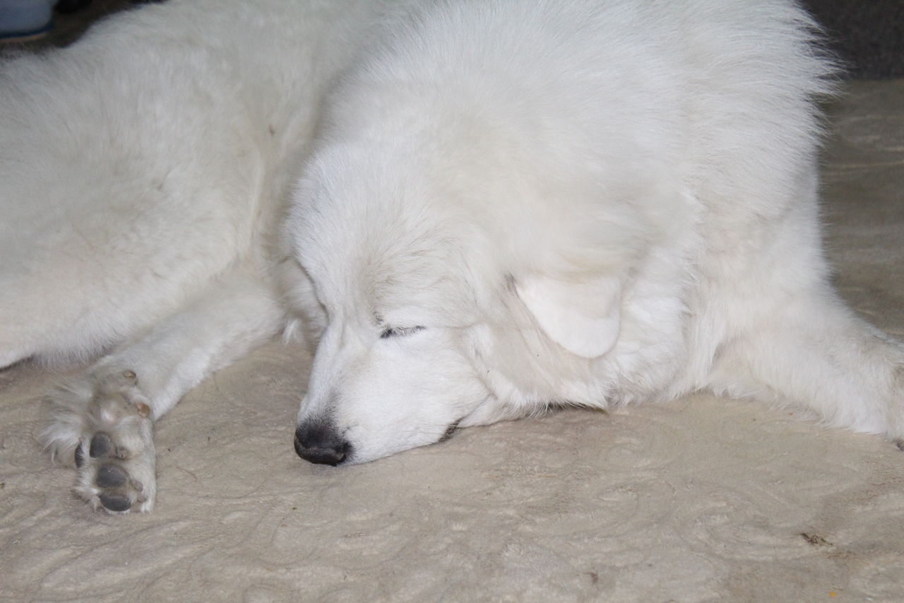 Image result for Great Pyrenees 犬 眠る