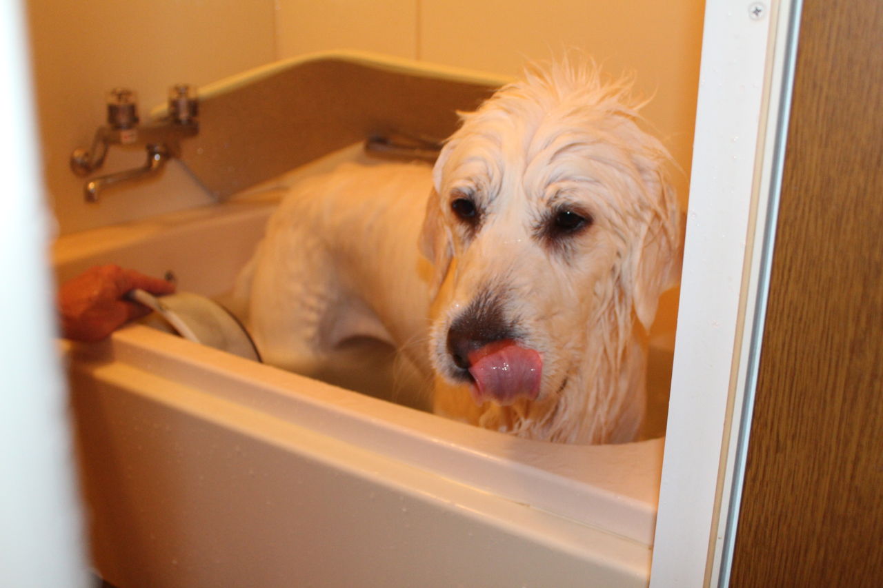 お風呂大好き 芙雪はピレニーズ