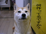 偵察小梅ちん