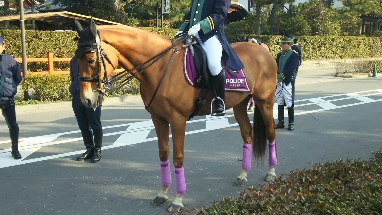 平成３０年 京都府警察年頭視閲式 平安騎馬隊 レクサスｌｓ４６０ イチクラ警護車 １人の広域機動捜査官