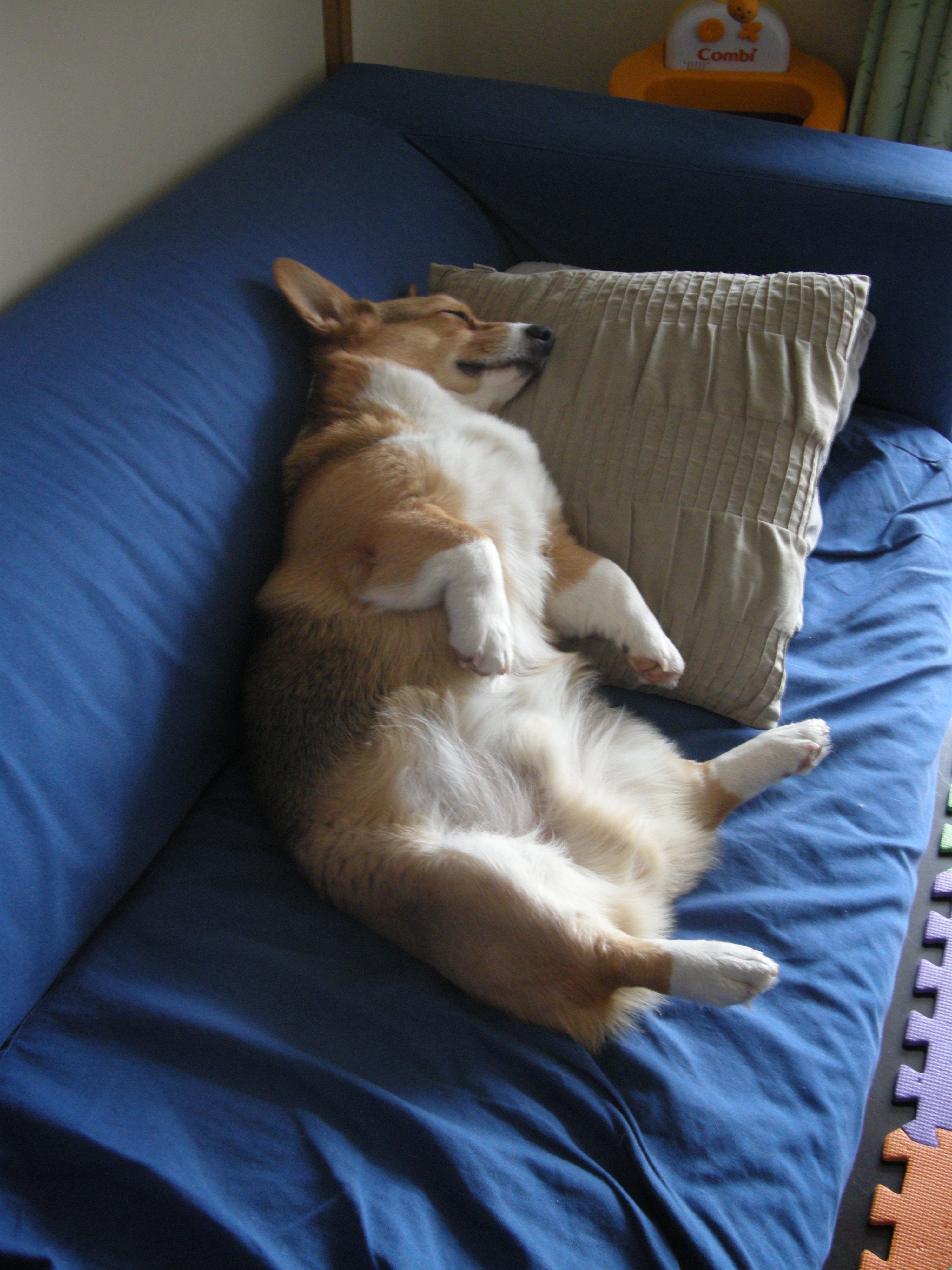 犬 だよね ルパンチルパーマン