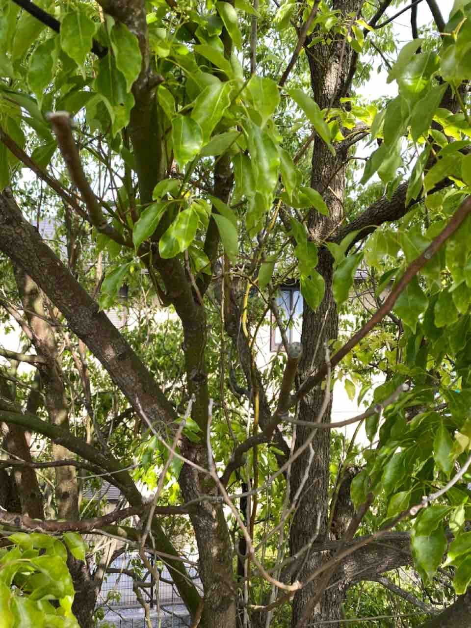 クスノキ 春 四季の花 自宅 家の周り