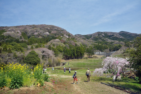 2017-04-15_058_桜川市平沢