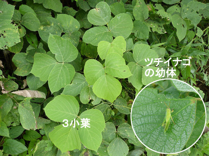 北総のフィールドノートNo．105 クズ : Rurban Chiba Network