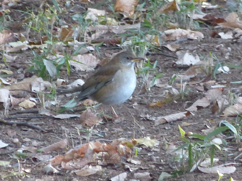 ②　121213ｼﾛﾊﾗ(北総花の丘公園C） 横ｓ