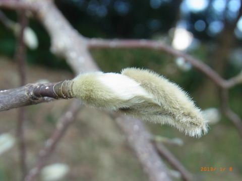 20130108ｺﾌﾞｼ松戸 (2)