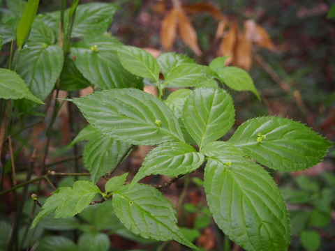 P4230011