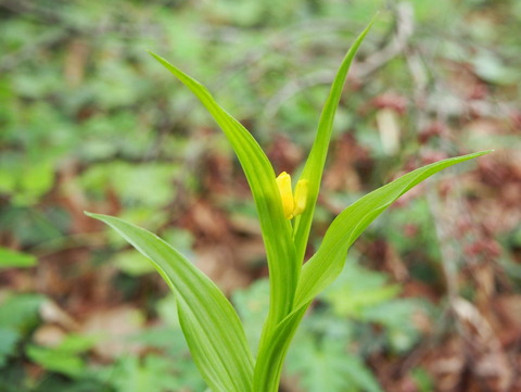P4230008