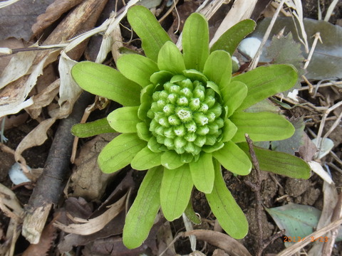 20130323ﾌｷﾉﾄｳ松戸