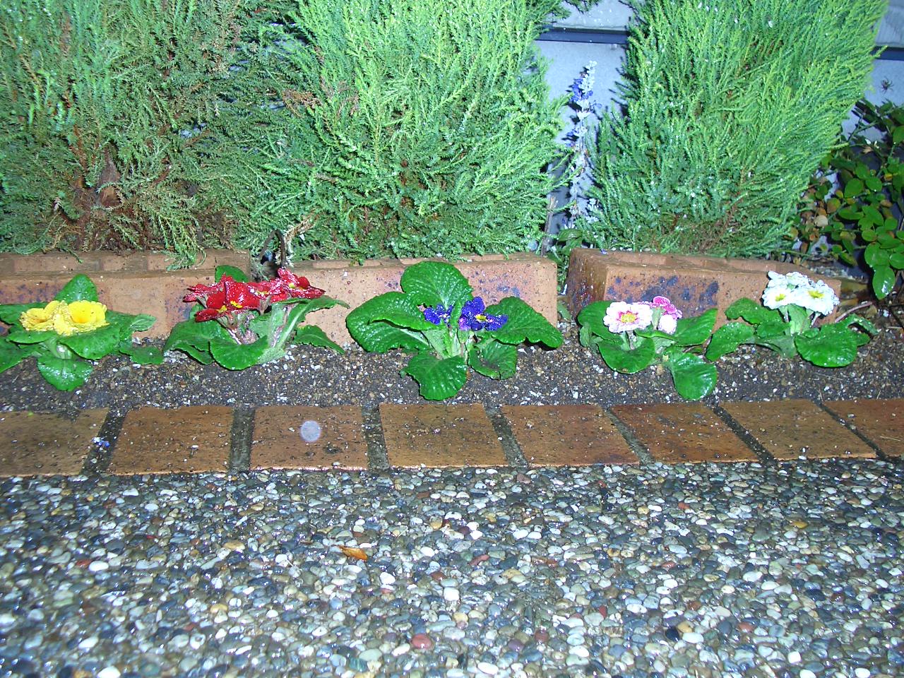 プリムラと芝生 るりだま日記 プリムラと芝生 るりだま日記