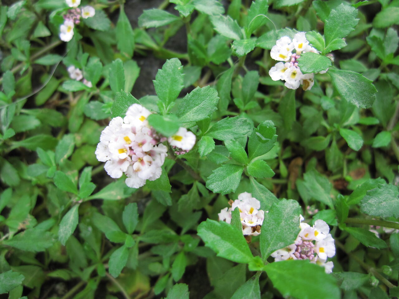 石田次男【 内外一致の妙法 この在るべからざるもの】創価学会 池田大作