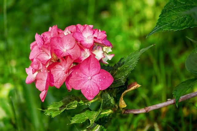 hydrangea-3469435_640