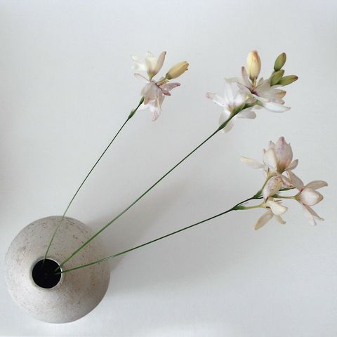 茎がすごく細い花に出会った Ruri Saito Work Of Art 茎がすごく細い花に出会った Ruri Saito Work Of Art