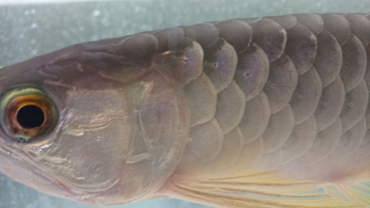 アロワナのエラめくれを麻酔無しで手術 Ss Aquaチャンネル