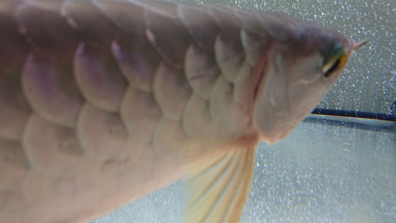 アロワナのエラめくれを麻酔無しで手術 Ss Aquaチャンネル