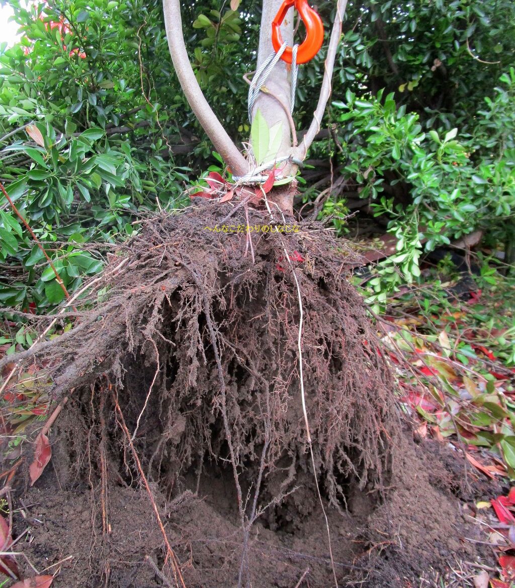 庭木を抜く Diy 伐採せず チェーンブロックで抜根する方法 変なコダワリの品々
