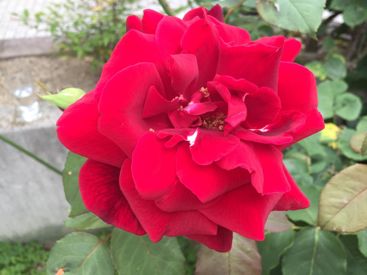 真紅の薔薇を 京都でチェロを教えています Part2 真紅の薔薇を 京都でチェロを教えています Part2