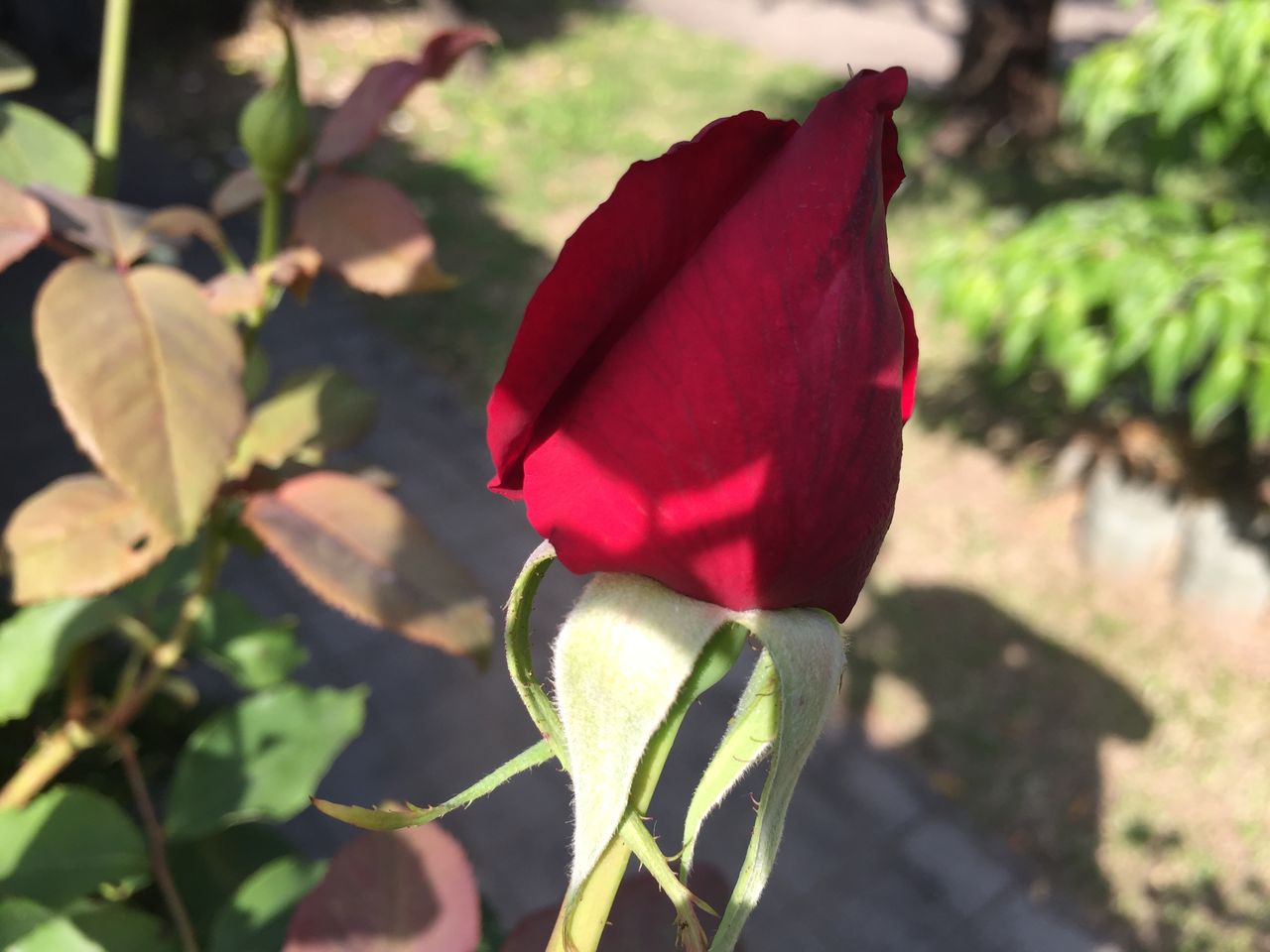 真紅の薔薇を 京都でチェロを教えています Part2