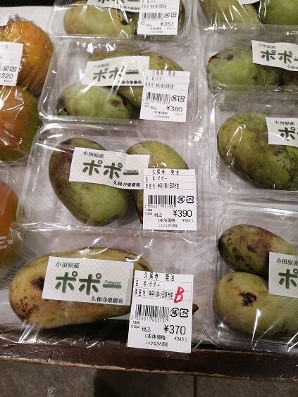 ポポ 帰ってきた 日々のあれこれ